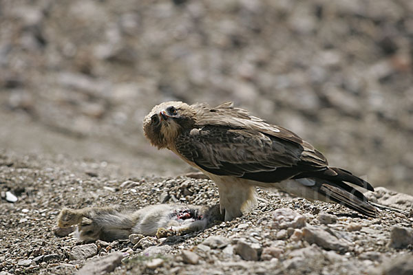 Zwergadler (Aquila pennata)