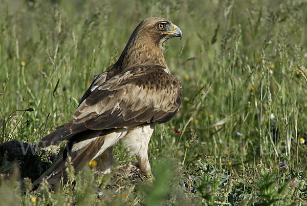 Zwergadler (Aquila pennata)