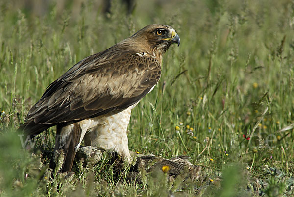 Zwergadler (Aquila pennata)