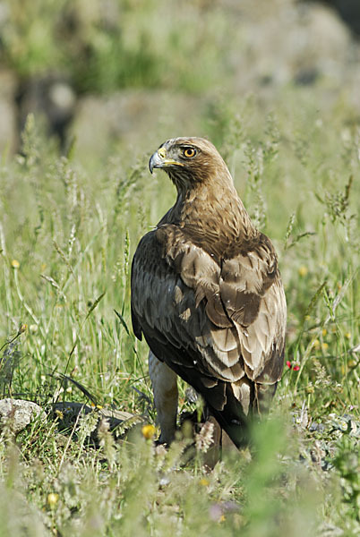 Zwergadler (Aquila pennata)