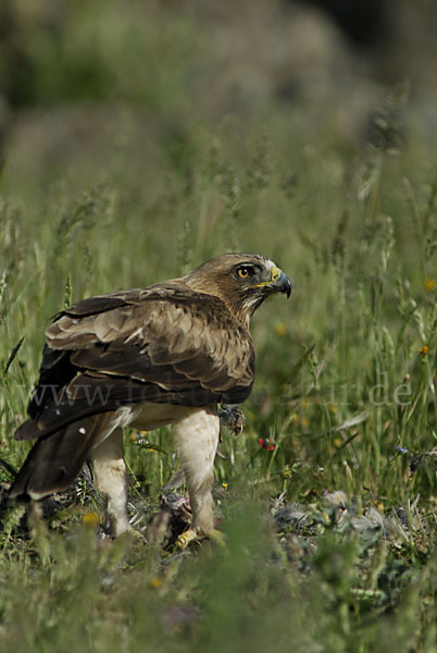 Zwergadler (Aquila pennata)