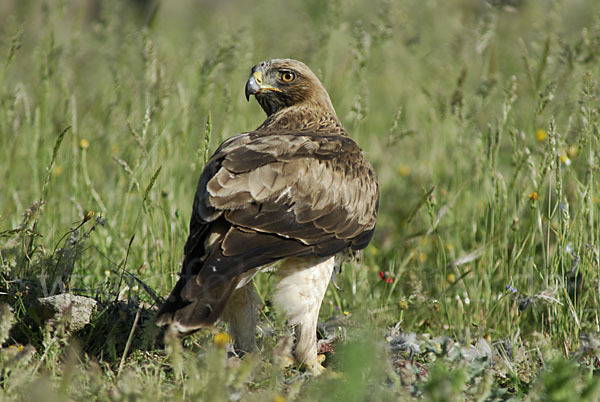 Zwergadler (Aquila pennata)