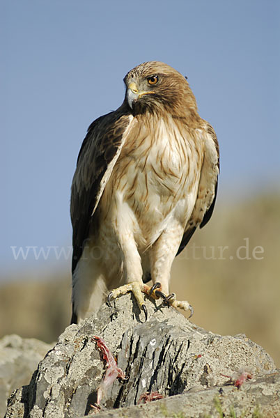 Zwergadler (Aquila pennata)