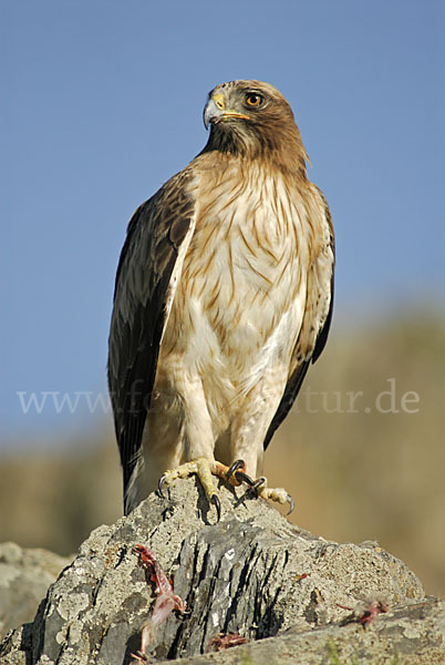 Zwergadler (Aquila pennata)