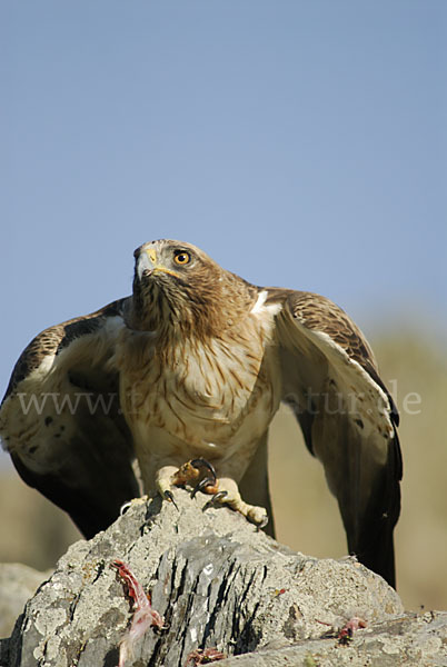 Zwergadler (Aquila pennata)