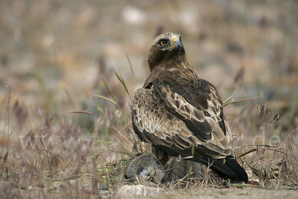 Zwergadler (Aquila pennata)