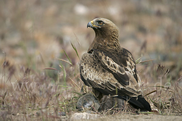 Zwergadler (Aquila pennata)