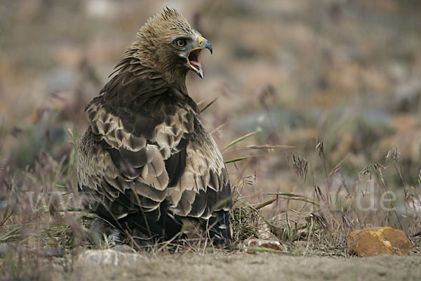 Zwergadler (Aquila pennata)