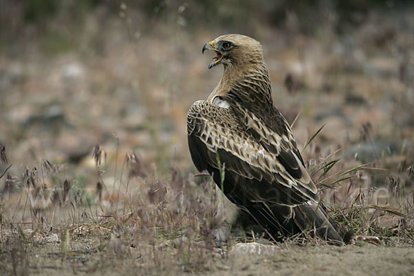 Zwergadler (Aquila pennata)