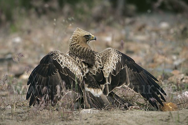 Zwergadler (Aquila pennata)