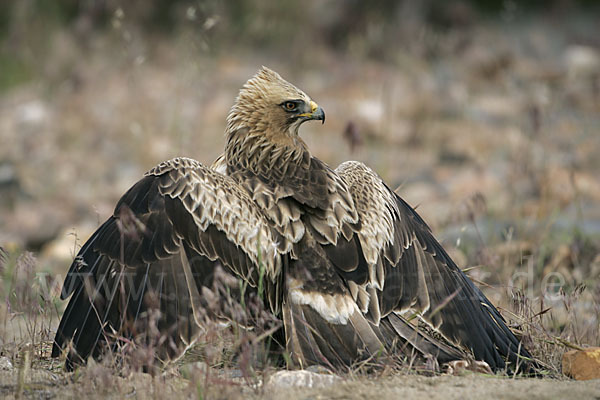 Zwergadler (Aquila pennata)