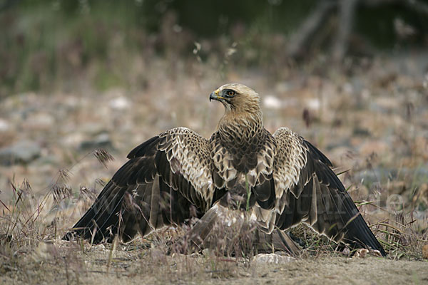 Zwergadler (Aquila pennata)