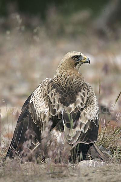 Zwergadler (Aquila pennata)