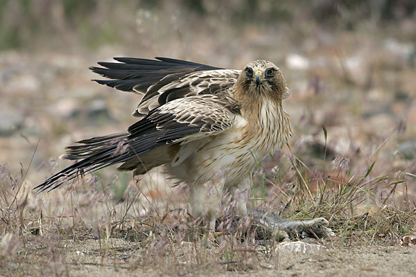 Zwergadler (Aquila pennata)