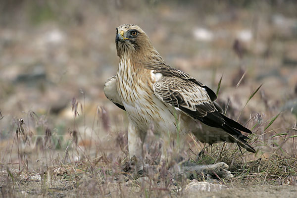 Zwergadler (Aquila pennata)