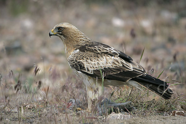 Zwergadler (Aquila pennata)