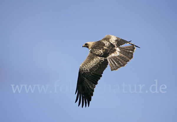 Zwergadler (Aquila pennata)