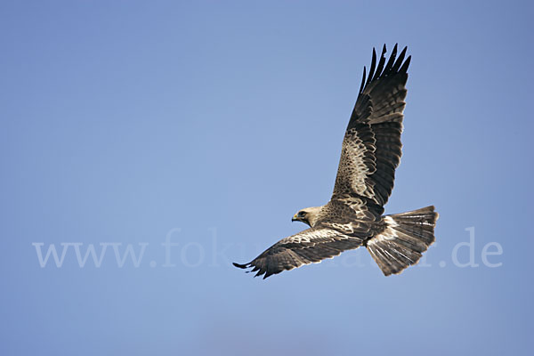 Zwergadler (Aquila pennata)