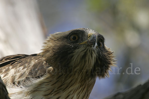 Zwergadler (Aquila pennata)