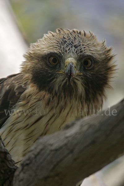 Zwergadler (Aquila pennata)