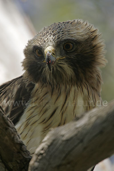 Zwergadler (Aquila pennata)