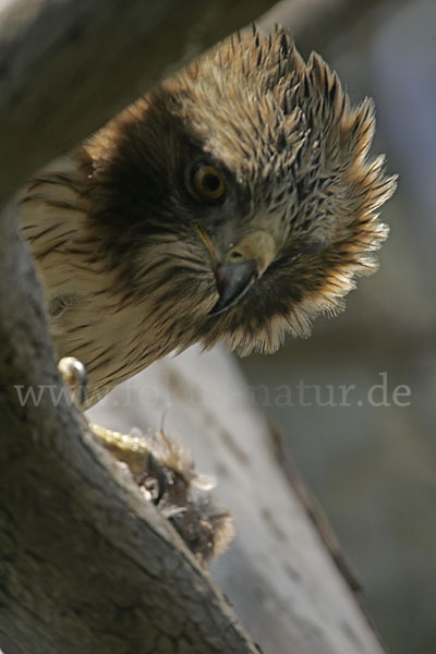 Zwergadler (Aquila pennata)