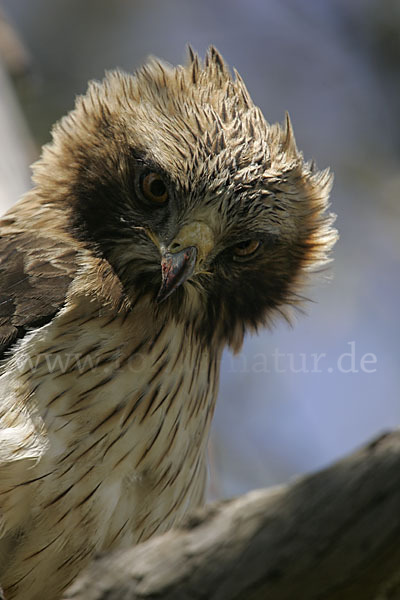 Zwergadler (Aquila pennata)