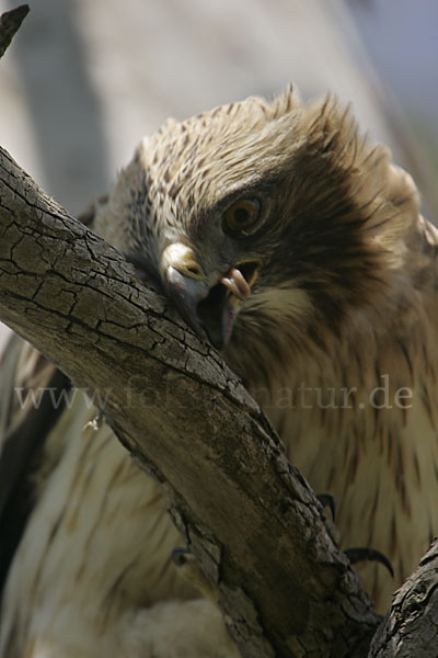 Zwergadler (Aquila pennata)