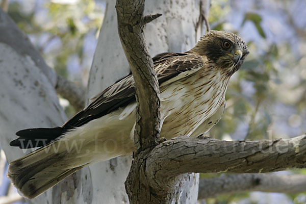 Zwergadler (Aquila pennata)