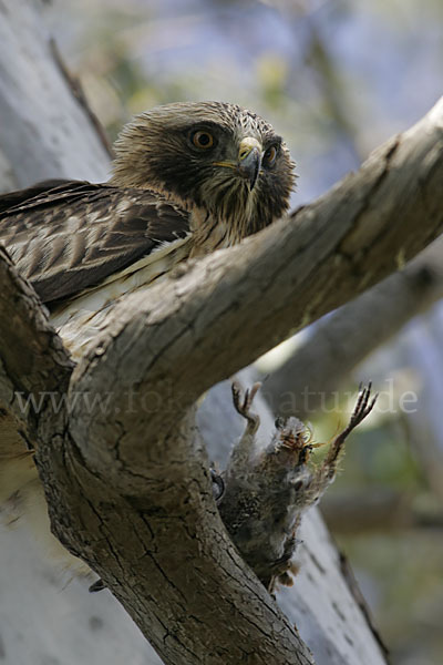 Zwergadler (Aquila pennata)