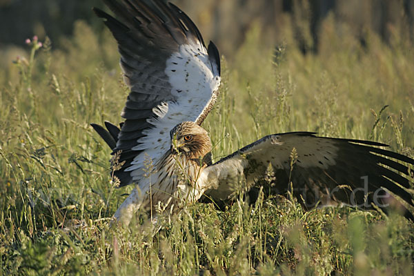 Zwergadler (Aquila pennata)