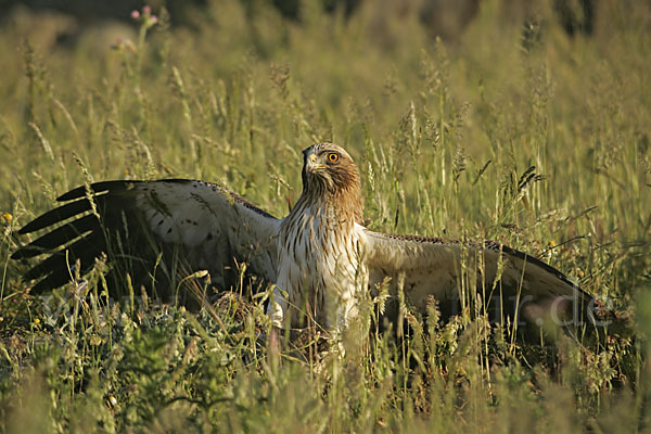 Zwergadler (Aquila pennata)