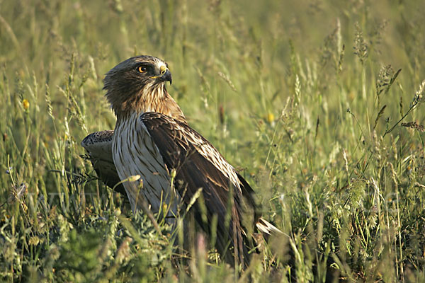 Zwergadler (Aquila pennata)