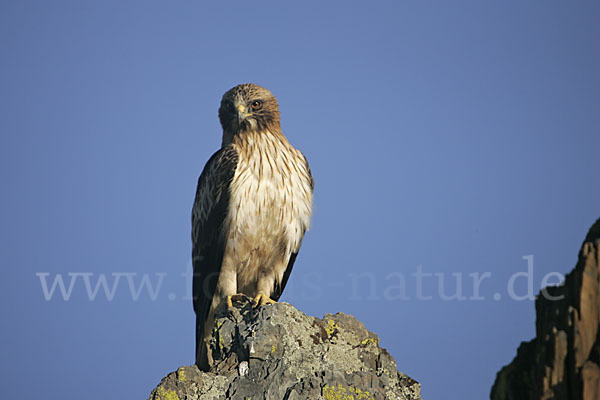 Zwergadler (Aquila pennata)