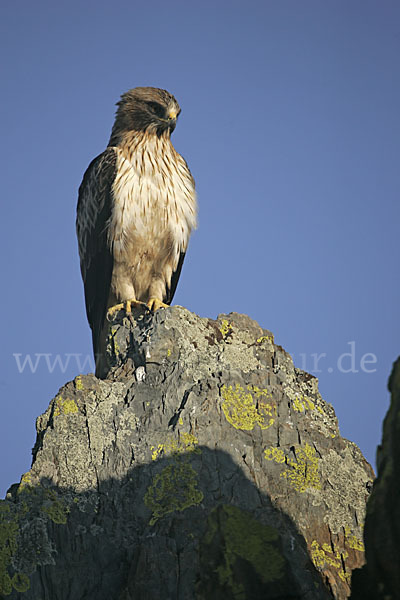 Zwergadler (Aquila pennata)