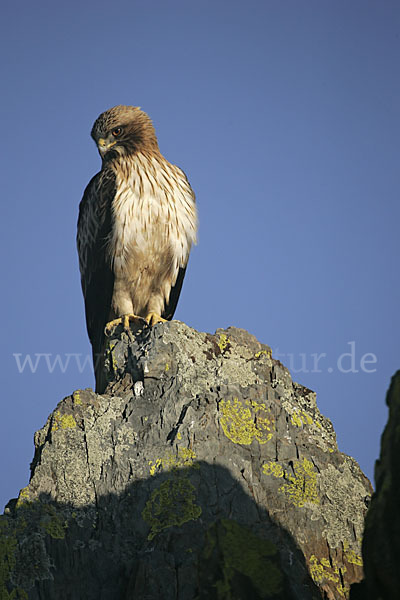 Zwergadler (Aquila pennata)