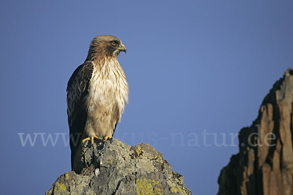 Zwergadler (Aquila pennata)