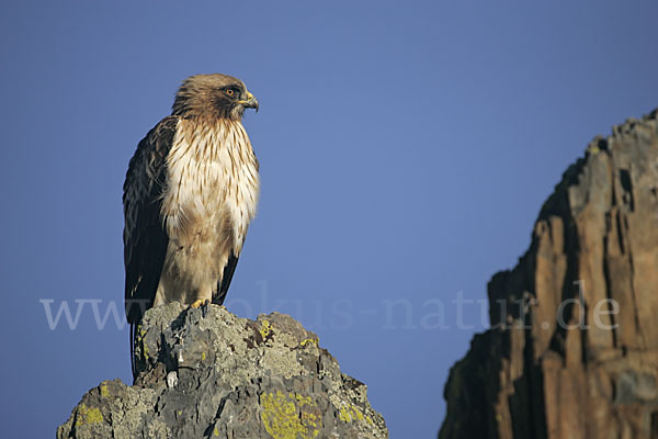 Zwergadler (Aquila pennata)