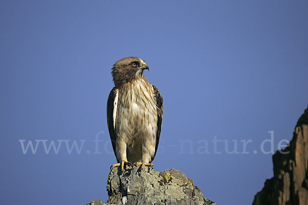 Zwergadler (Aquila pennata)