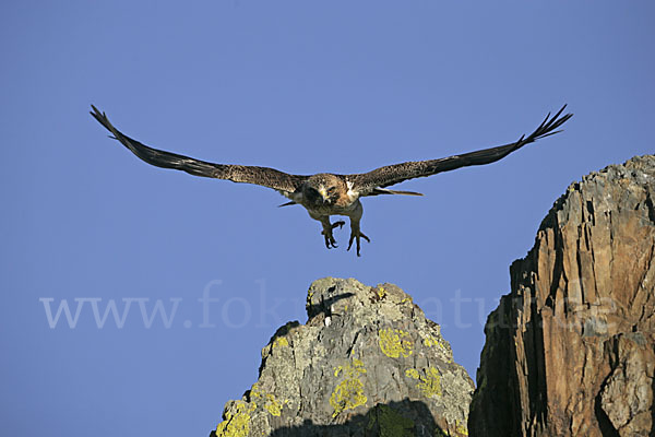 Zwergadler (Aquila pennata)