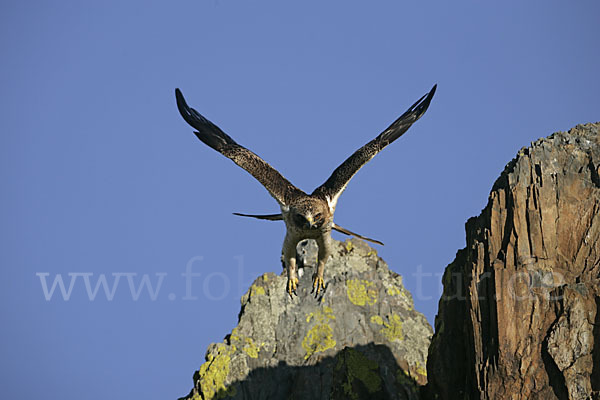 Zwergadler (Aquila pennata)