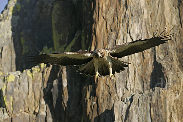 Zwergadler (Aquila pennata)