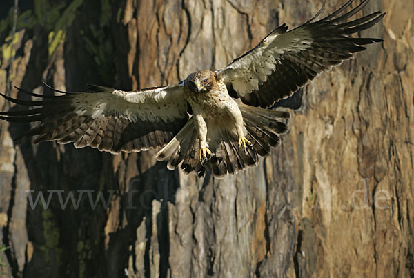 Zwergadler (Aquila pennata)