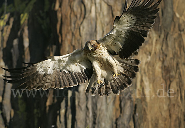 Zwergadler (Aquila pennata)