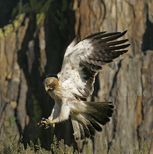 Zwergadler (Aquila pennata)