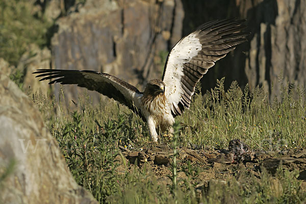 Zwergadler (Aquila pennata)