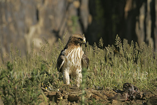 Zwergadler (Aquila pennata)