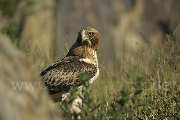 Zwergadler (Aquila pennata)