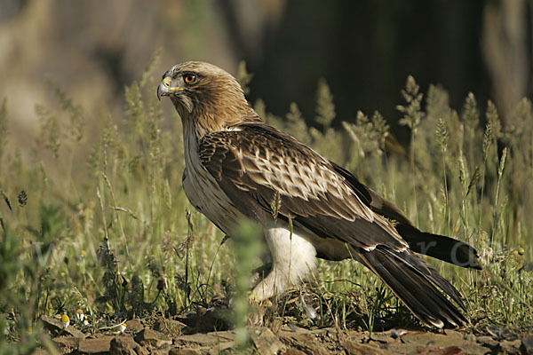 Zwergadler (Aquila pennata)