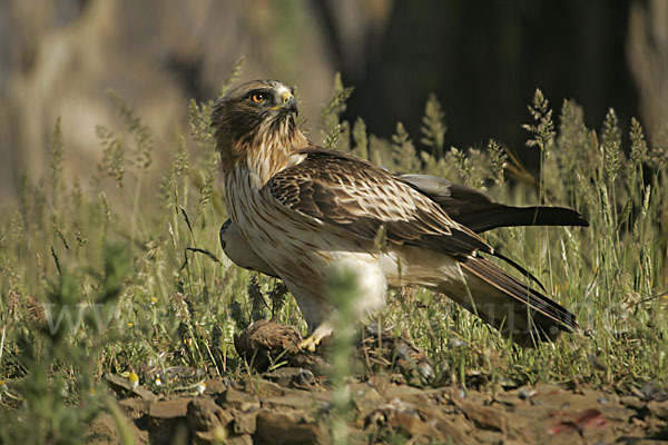 Zwergadler (Aquila pennata)